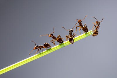 Black Ant Infestation In Vegas Home